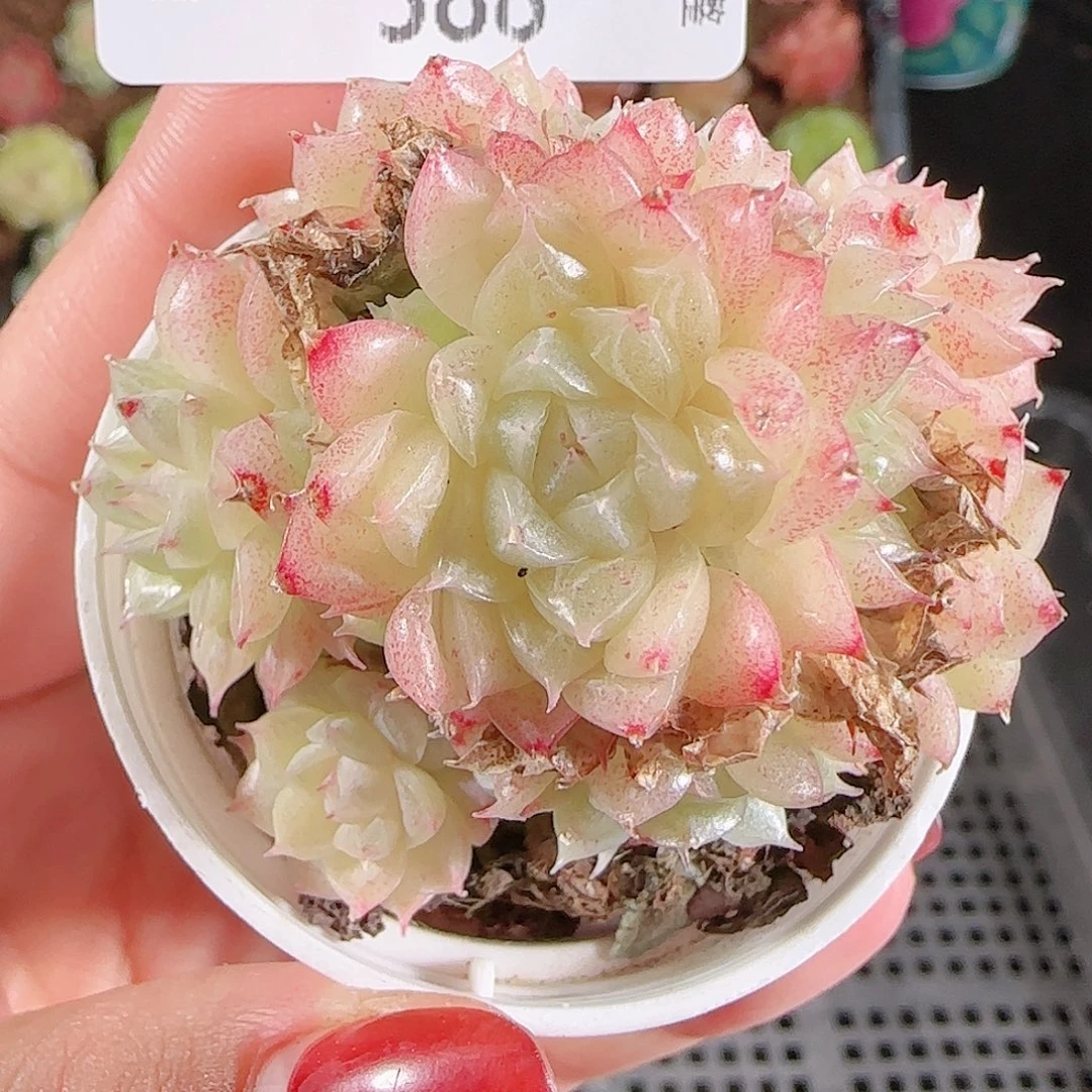 1202—-388麦秆不包整