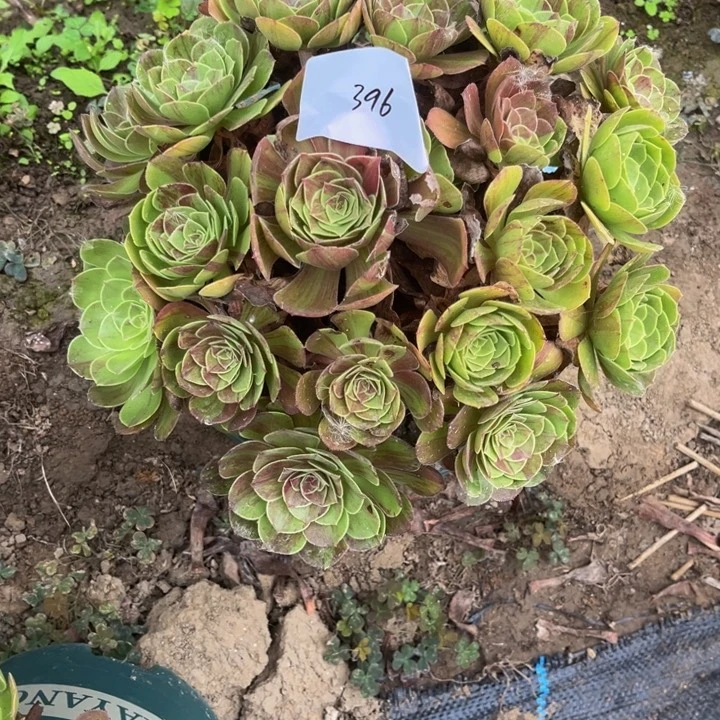 396花月夜多肉植物法师