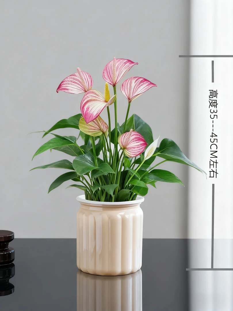 【3---5朵花】彩掌盆栽植物室内花卉好养四季常青绿植