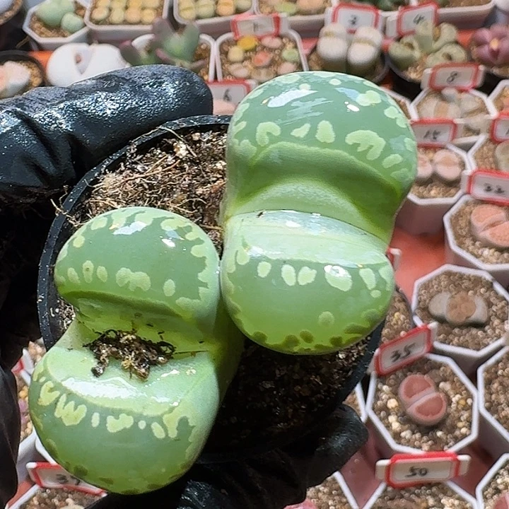 生石花2344:：。  116