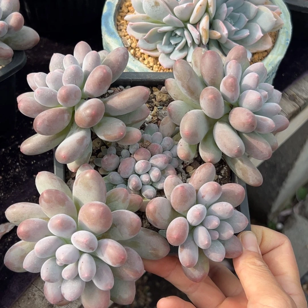 芝士奶酪11111111111111
