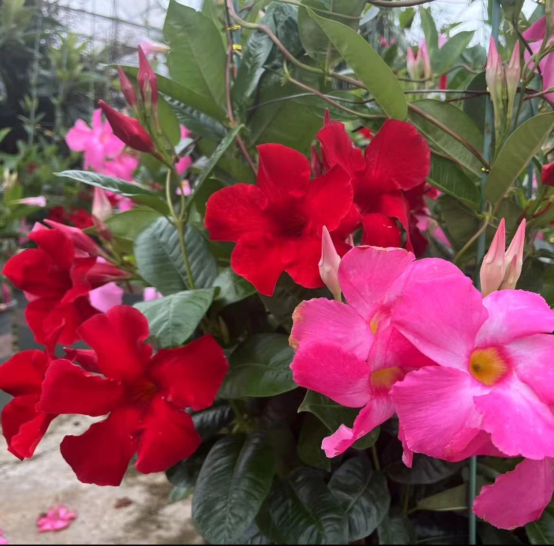 飘香藤盆栽花卉易爆花花期长多年生庭院爬藤植物