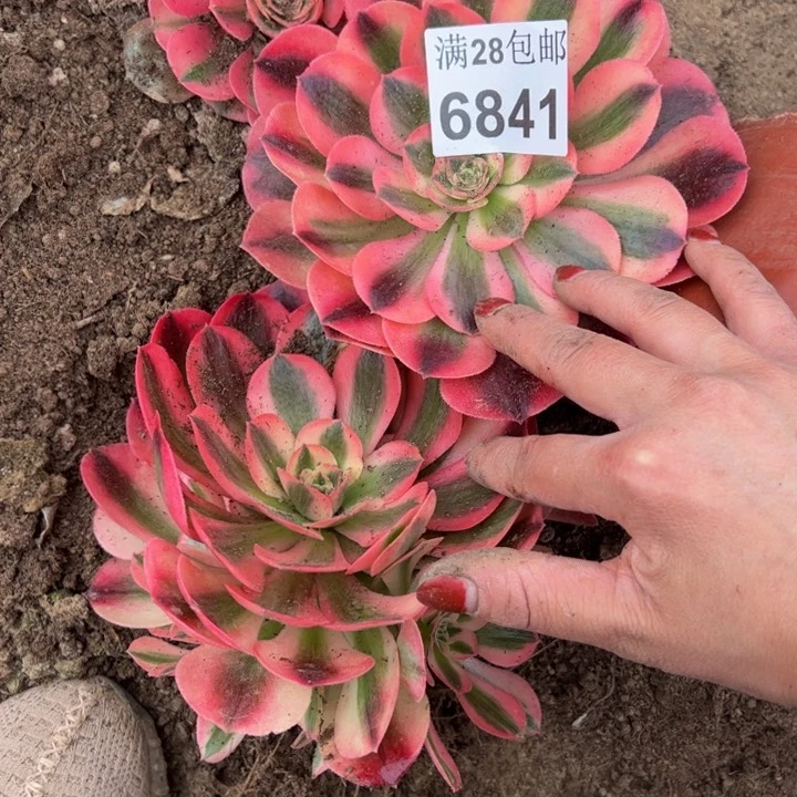 6841南两颗香妃多肉植物