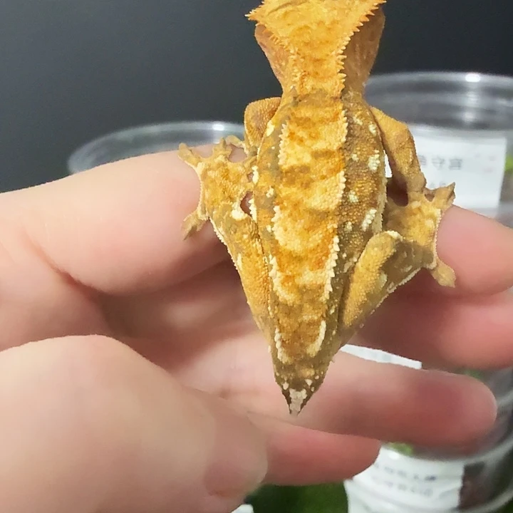 睫角守宫捷角断尾公