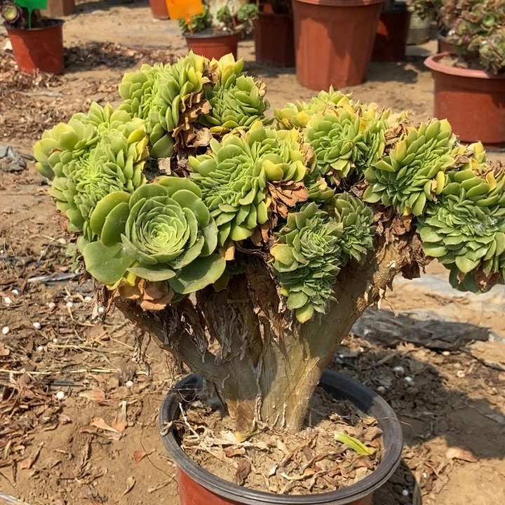 赵***赵564绿羊绒缀化老桩老桩