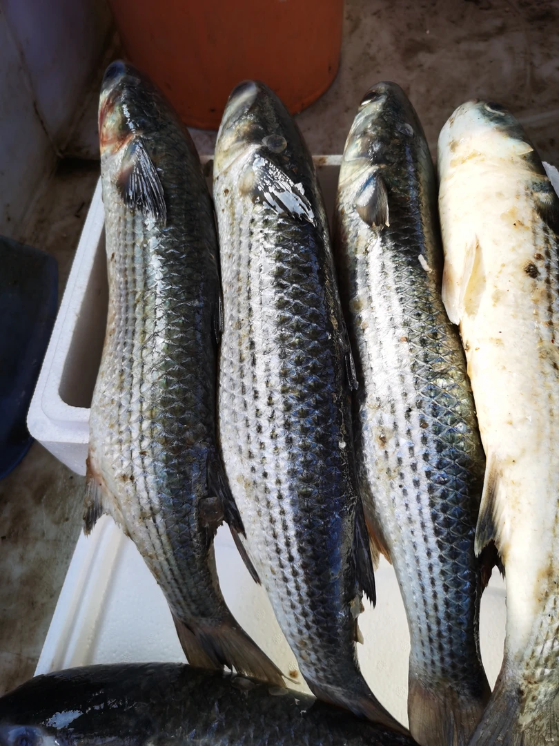 大连渤海湾野生酥鱼
