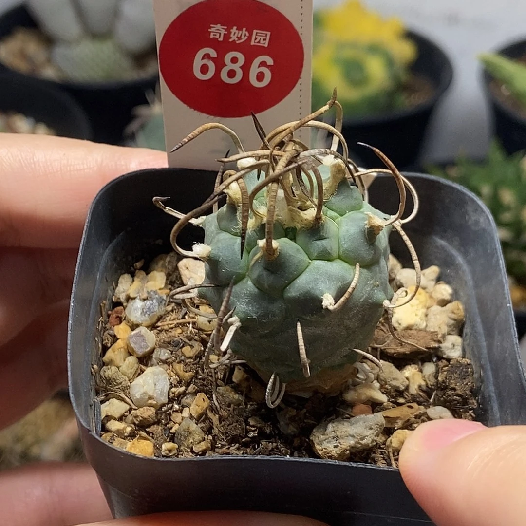 实生碳刺娇丽2.6cm一棵仙人球