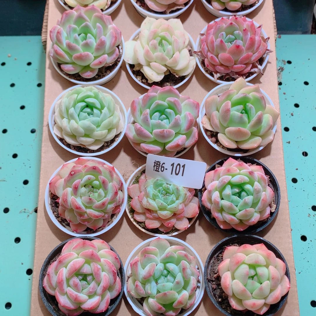 6-101一物一拍带盆18颗