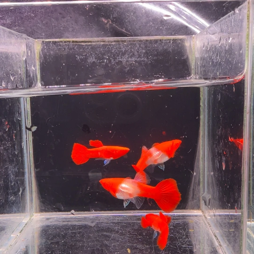 孔雀鱼鸿运当头双份水2对