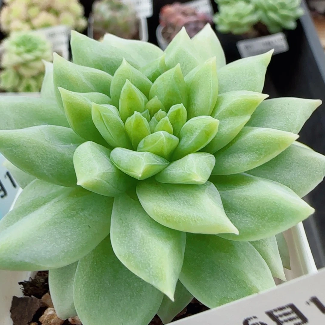 a**a花语逸镜0611-85