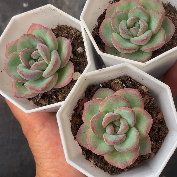 泡芙 （满9.99包邮不满9.99发叶子）