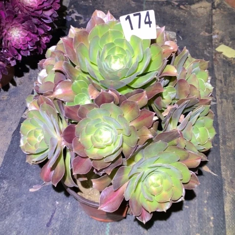 এ***女巫中班锦多肉植物法师不包损