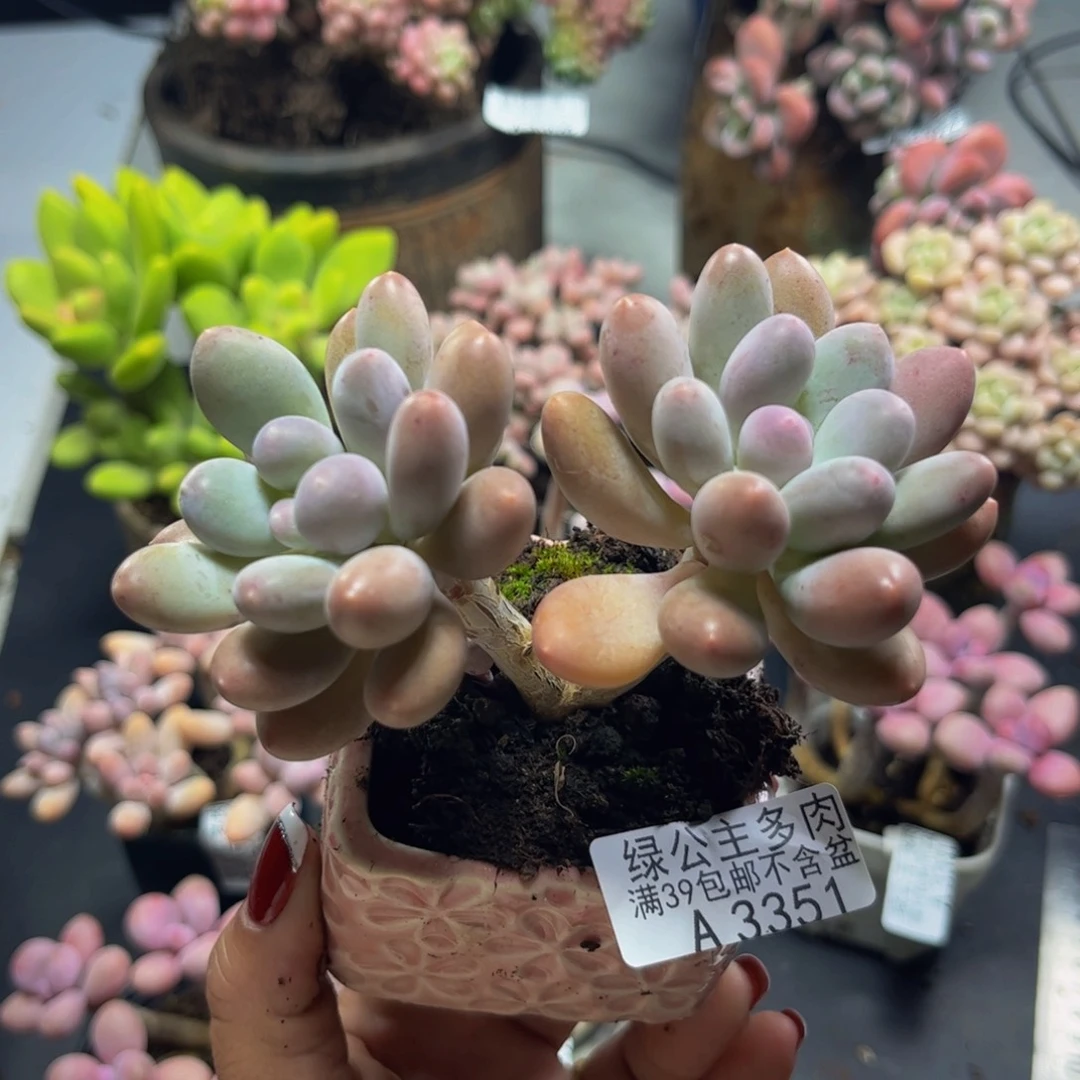 蛋黄奶酪3351/7cm多肉