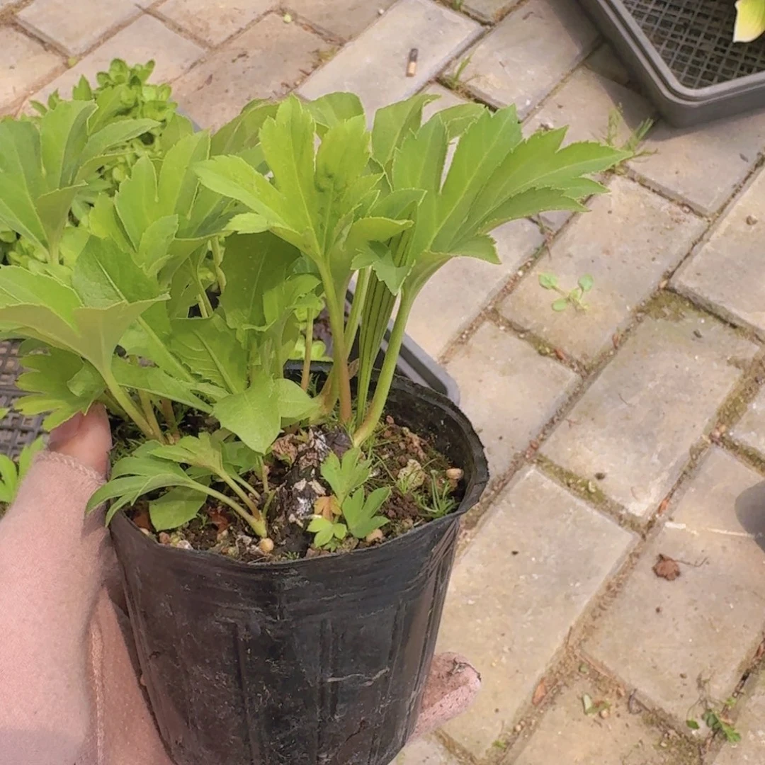 一*一477顺丰到付