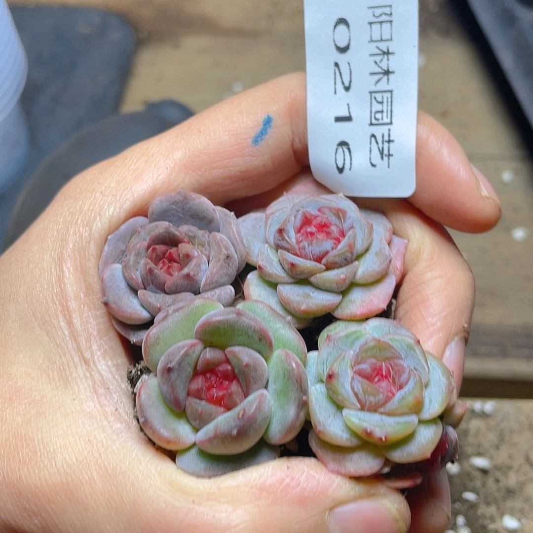 多肉植物多肉植物216