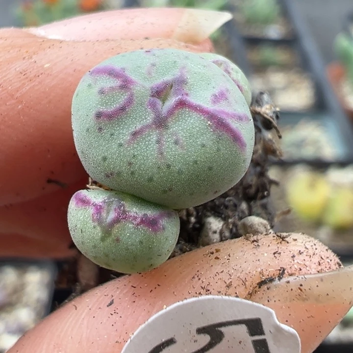 571号1111111111111111