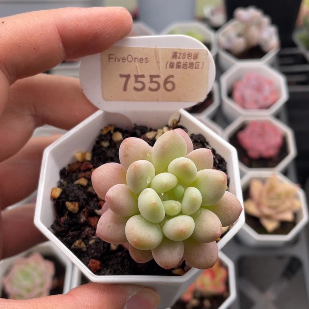 洛可可7556-4.5厘米