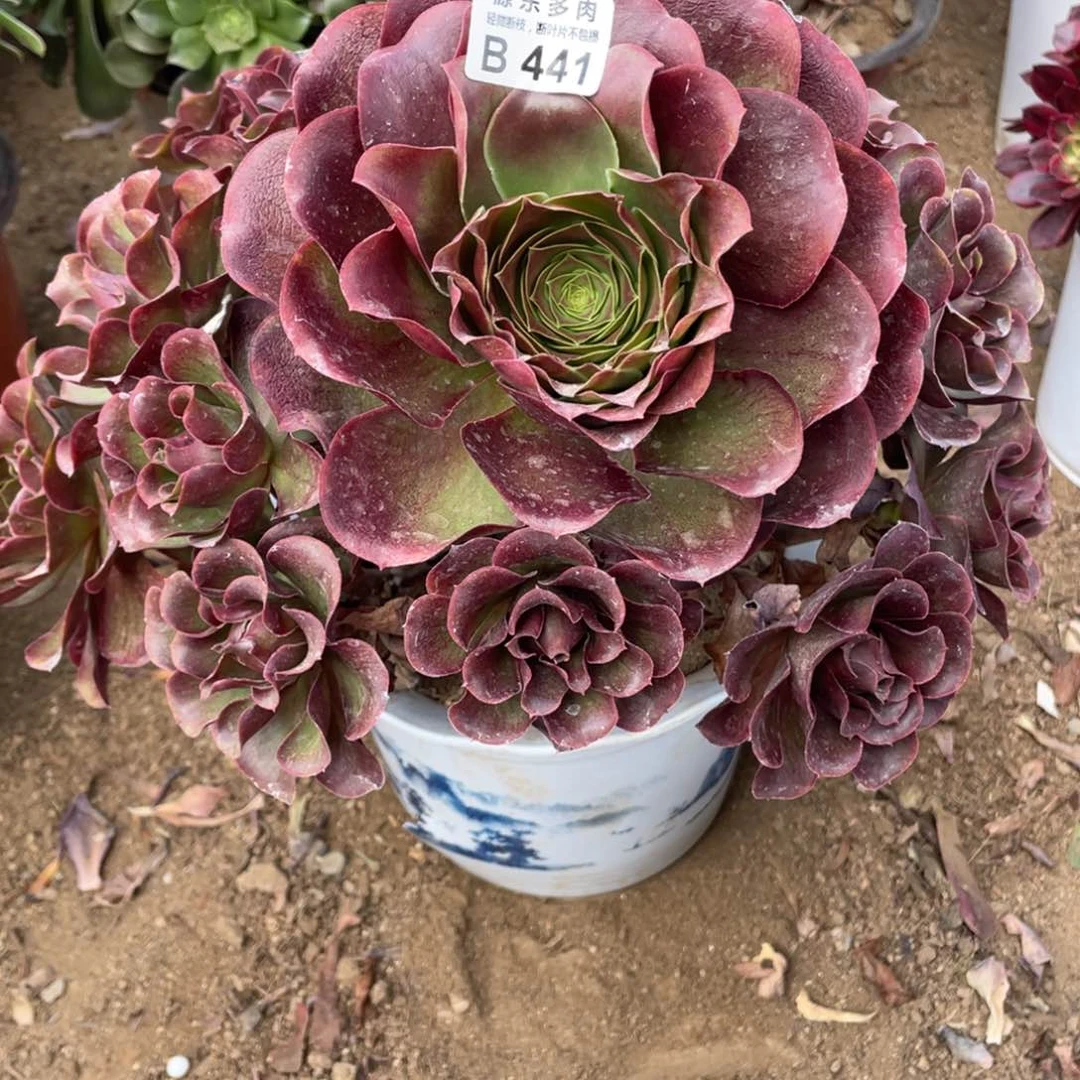 441魅金玫瑰多肉法师断枝不包