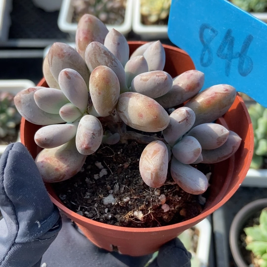 846原始虞美人多肉植物保护