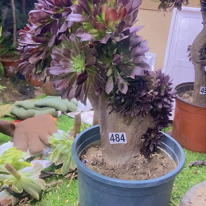 484黑缀化老板子微瑕疵