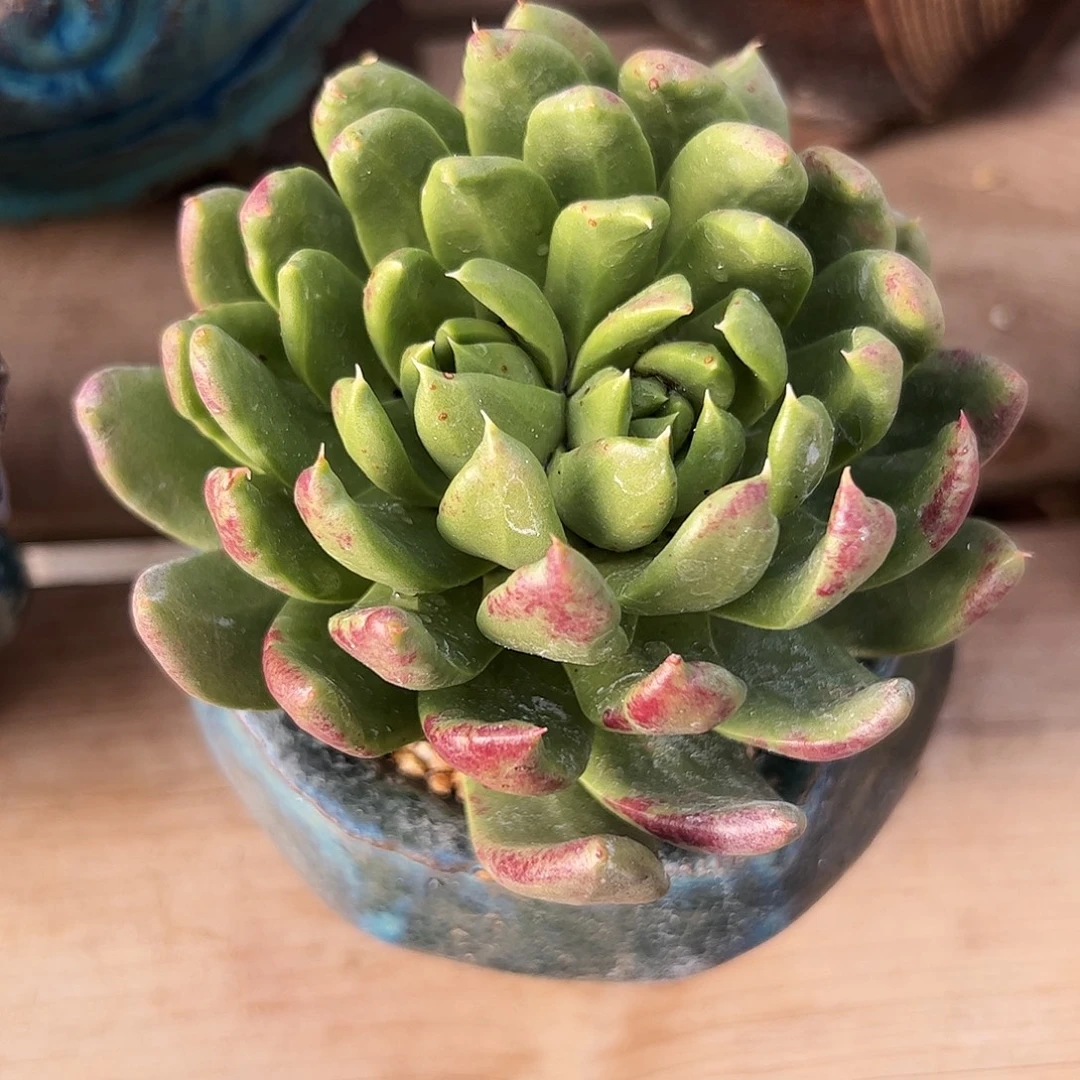 5390坎黛苹果叶仙女杯