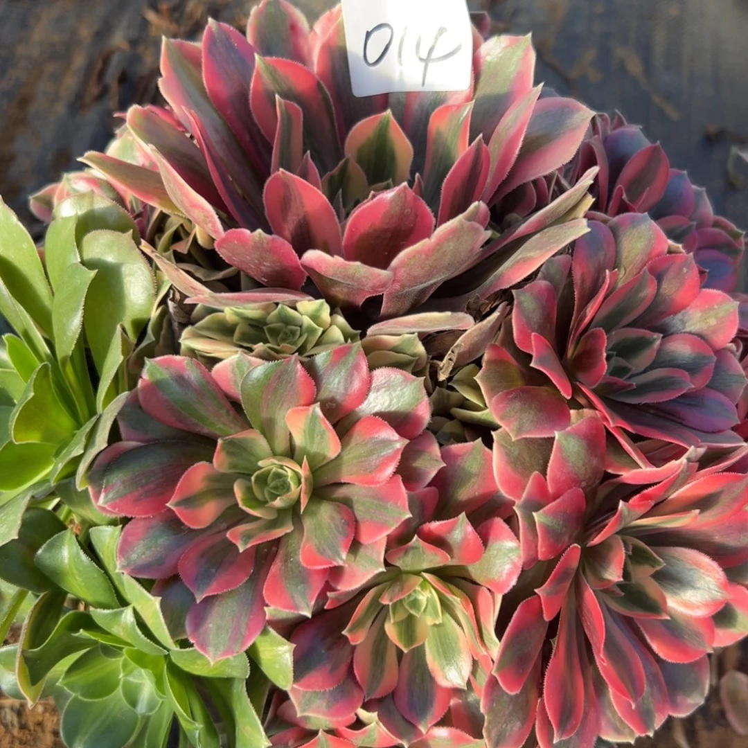 014女妖，满20包邮嘟叮熊