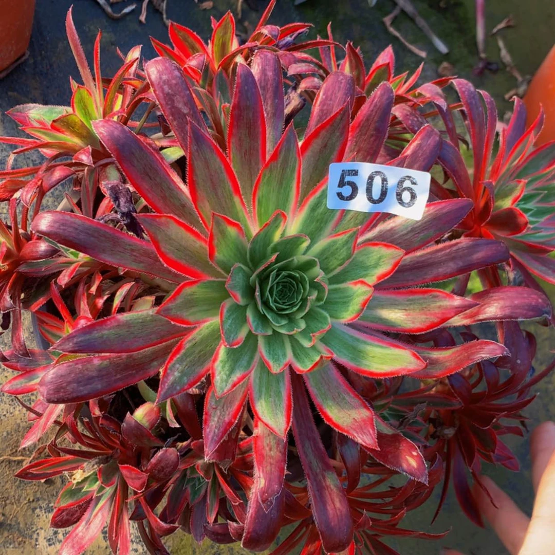 【闪购商品】506孔雀多肉