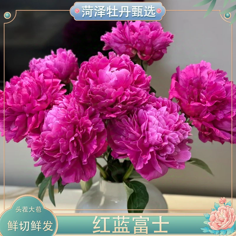 空运现货精品重瓣芍药鲜切花红富士兰花束鲜花富士瓶插富贵芍药花