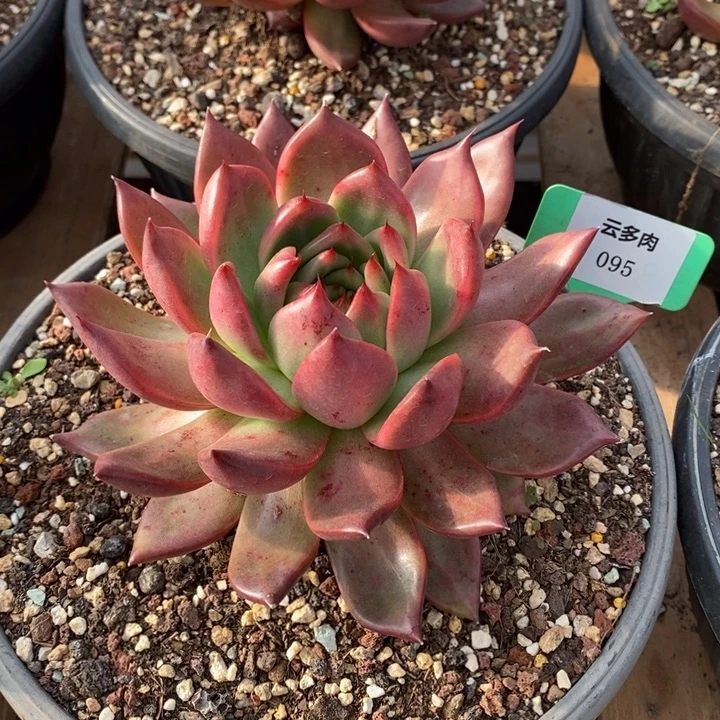 D095- 直播福利 菩萨