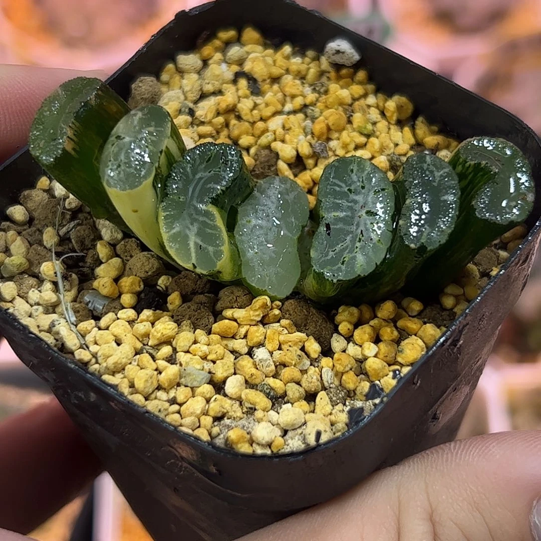 玄武锦十二卷多肉植物满