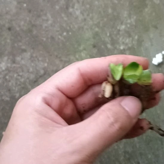 苏***壁无花朵特色花卉君子兰小苗
