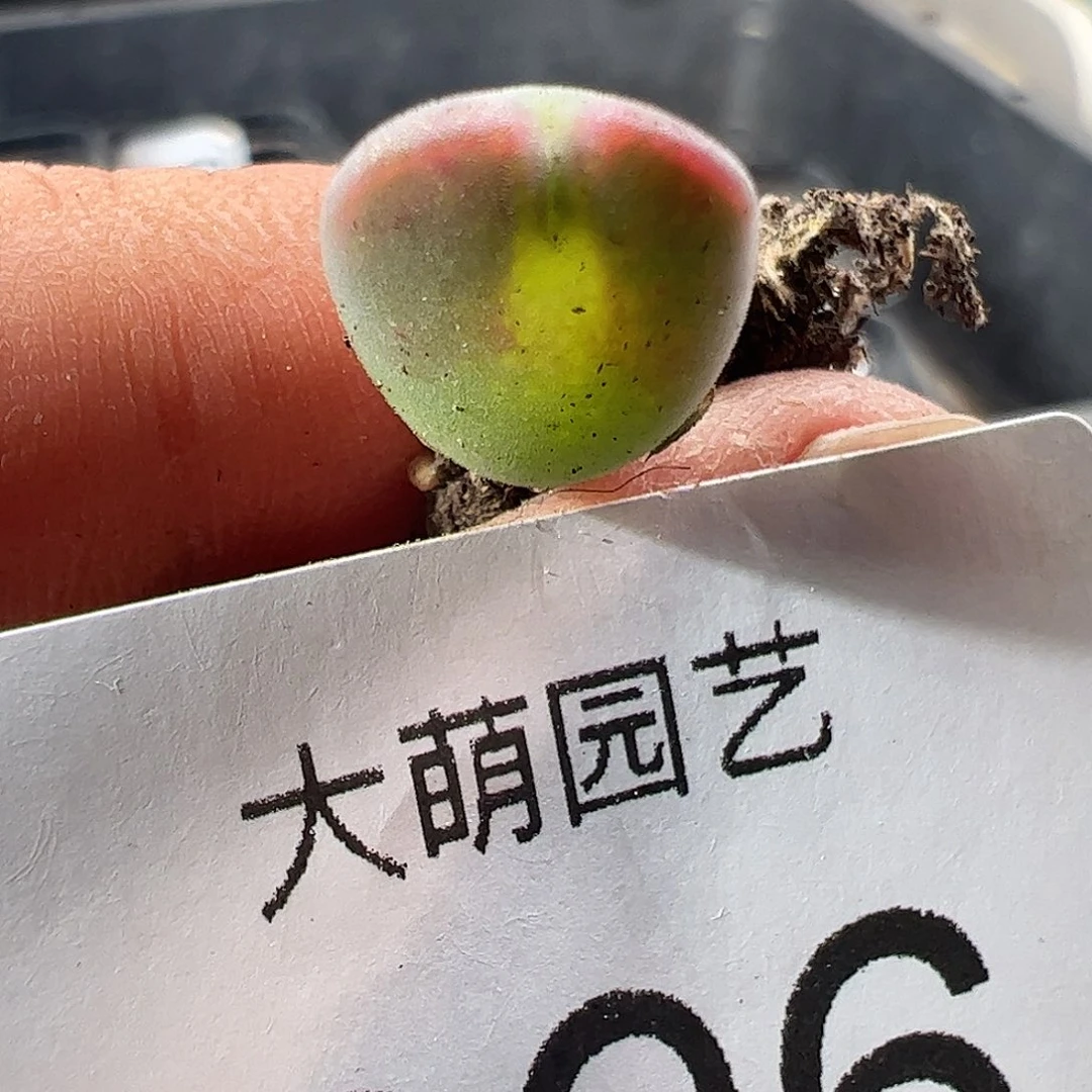 一物一拍清盒福利默认有瑕696