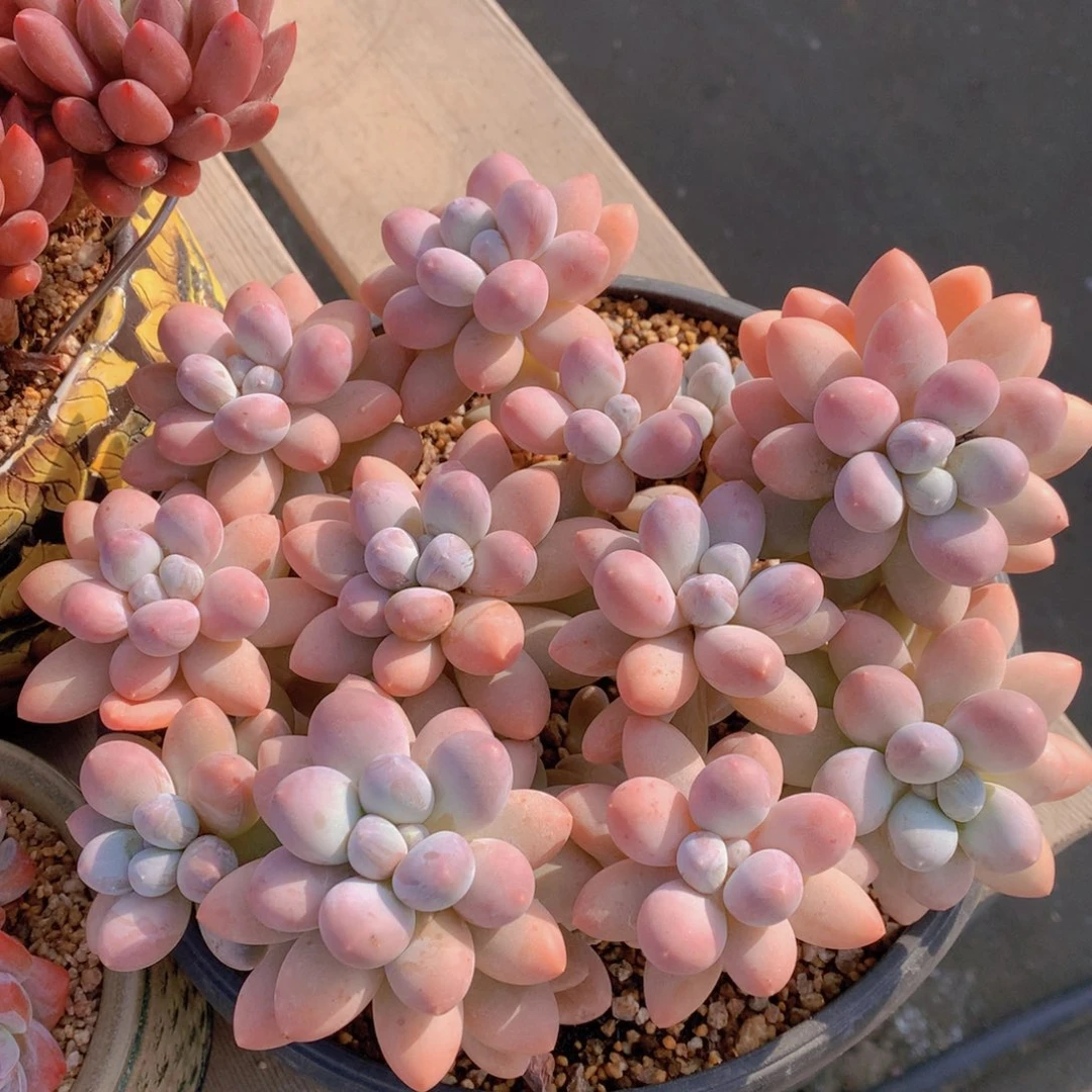 逸园精品多肉植物