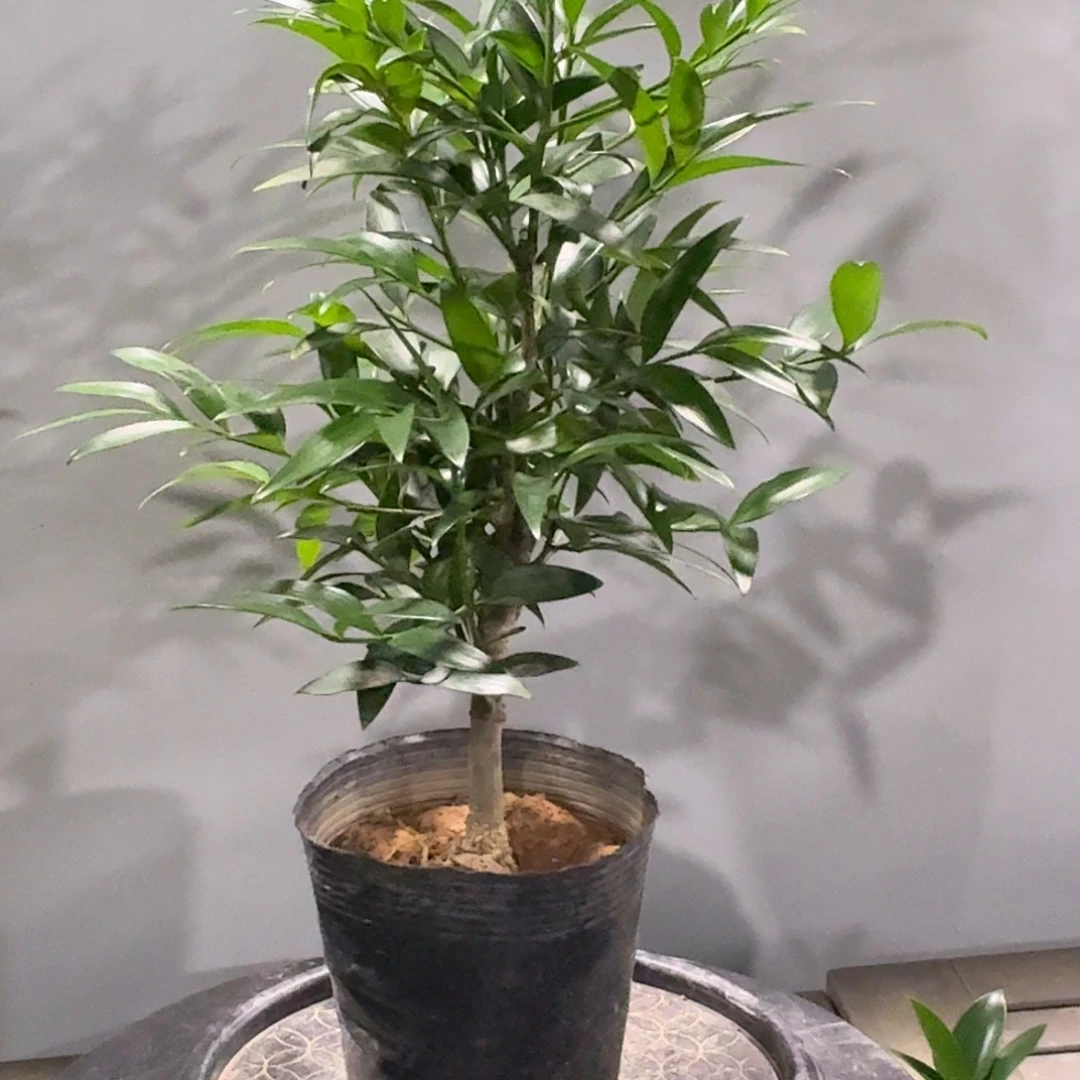 完全开放竹柏老桩一物一拍顺丰包邮