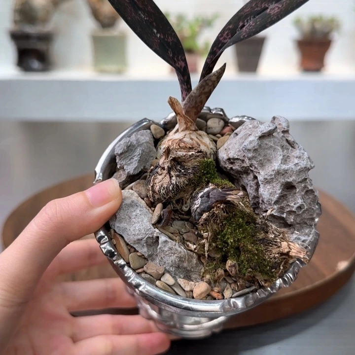 蛇皮兰一物一拍含盆
