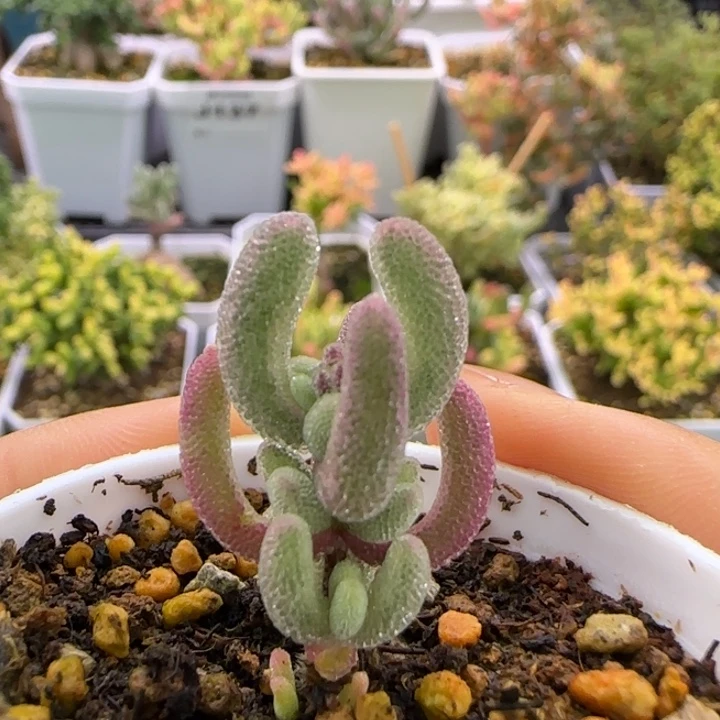 201-超紫植物枝干