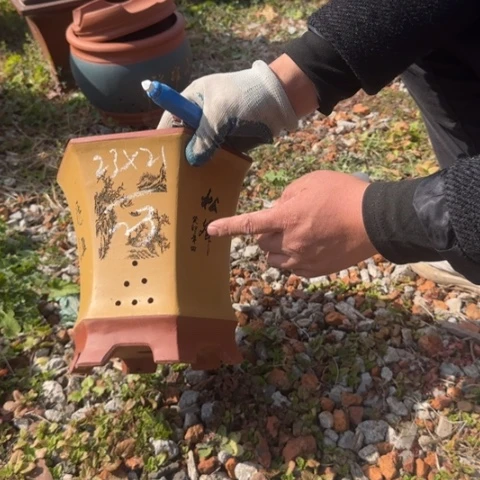 紫砂花盆紫砂花盆盆景盆栽