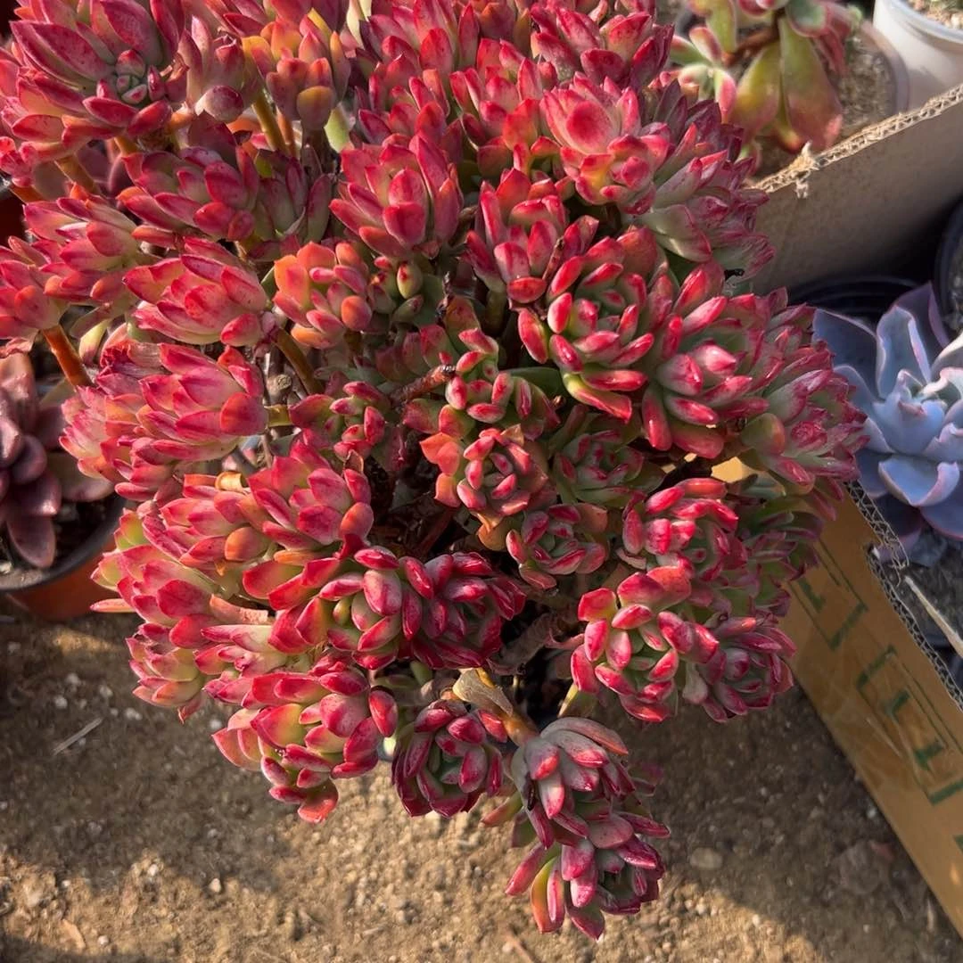 喜**柚多肉植物红稚莲莲