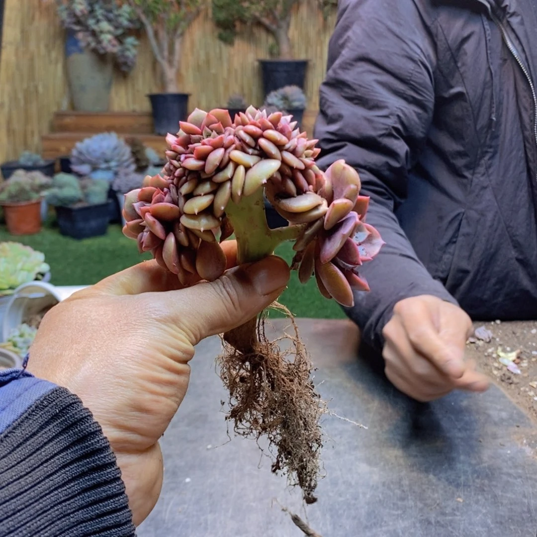 晴****^126号大红袍缀多肉