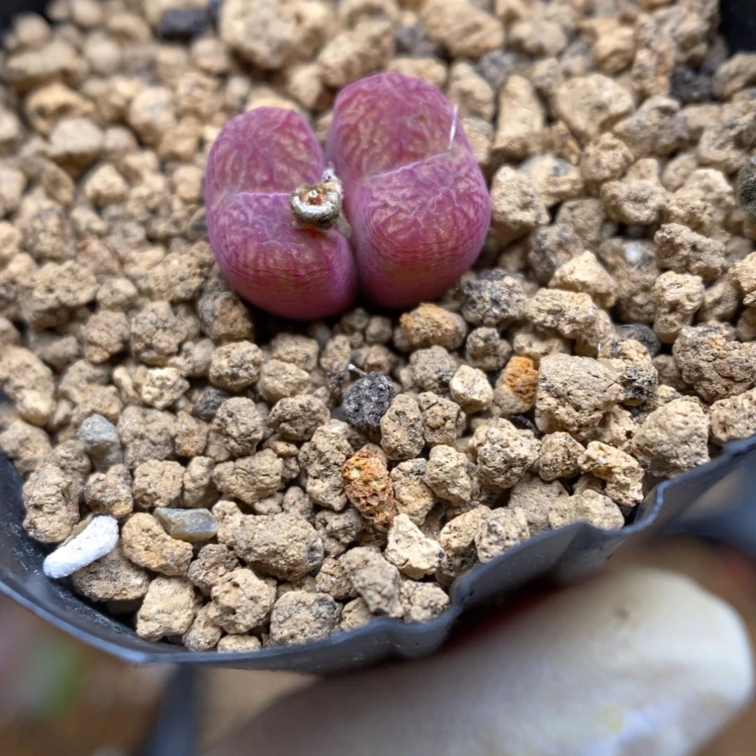 多肉植物肉锥杂交K-3993