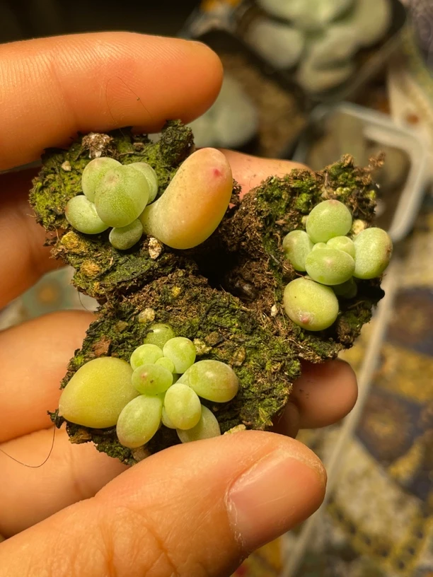 萤火虫穴盘奶酪满18包邮偏远地区除外