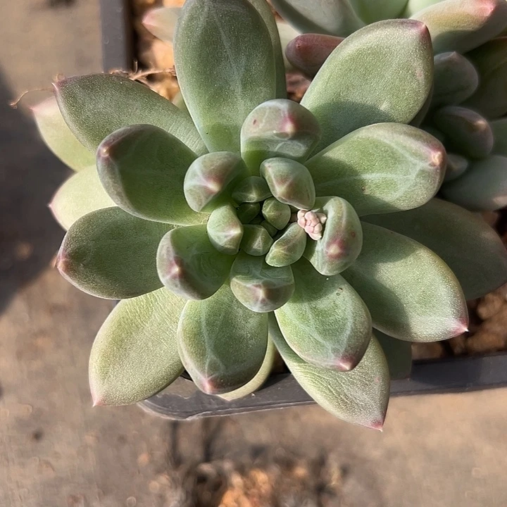 美人特价一物一拍单头