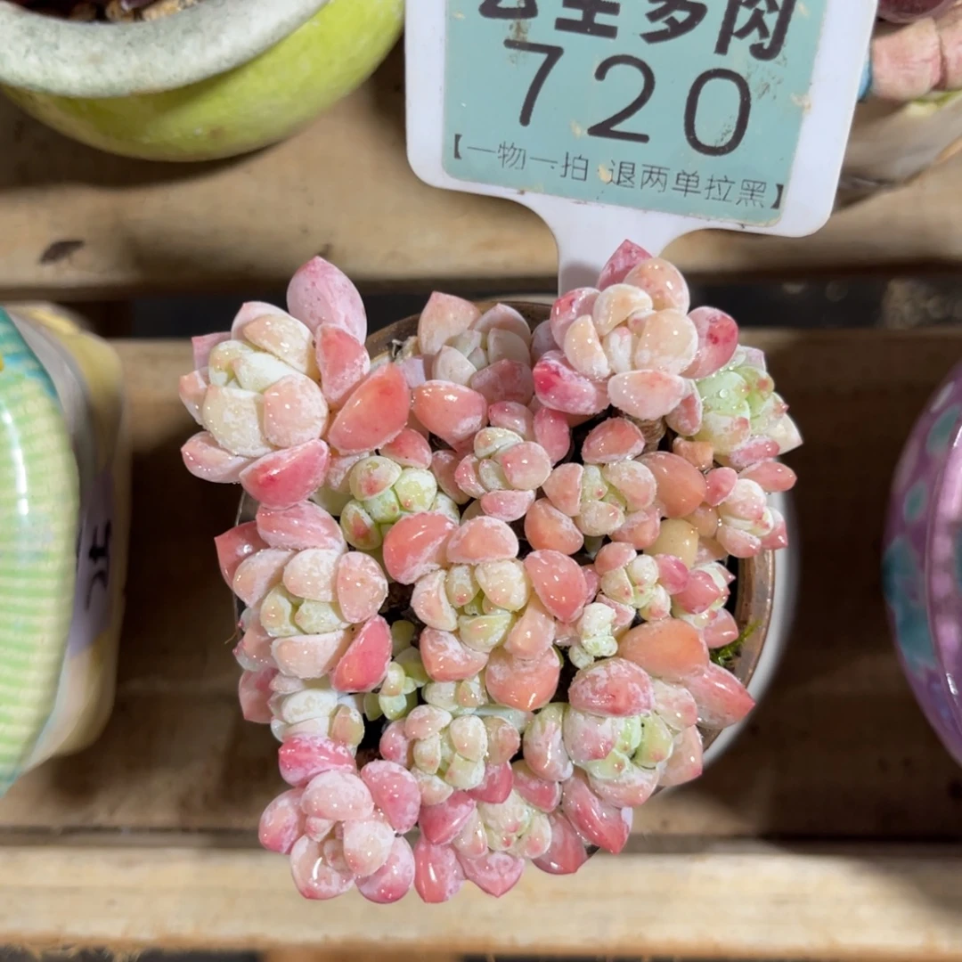 云尘多肉一物一拍不含盆720