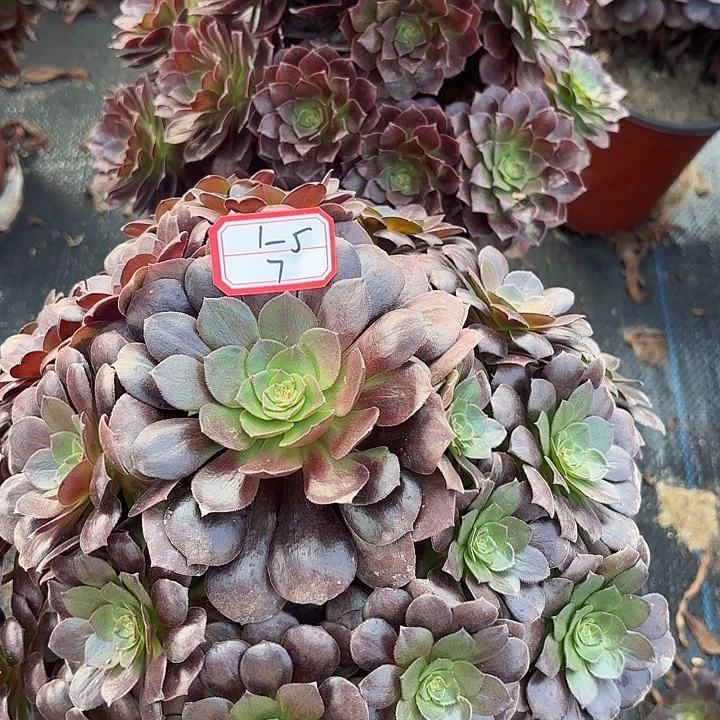 两颗多肉法师不包损7