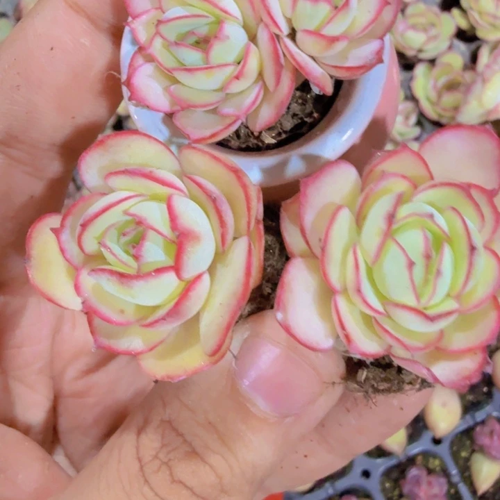 牡丹亭五颗一组穴盘