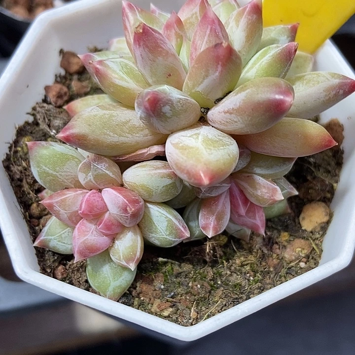 多肉植物伊丽莎白美人952