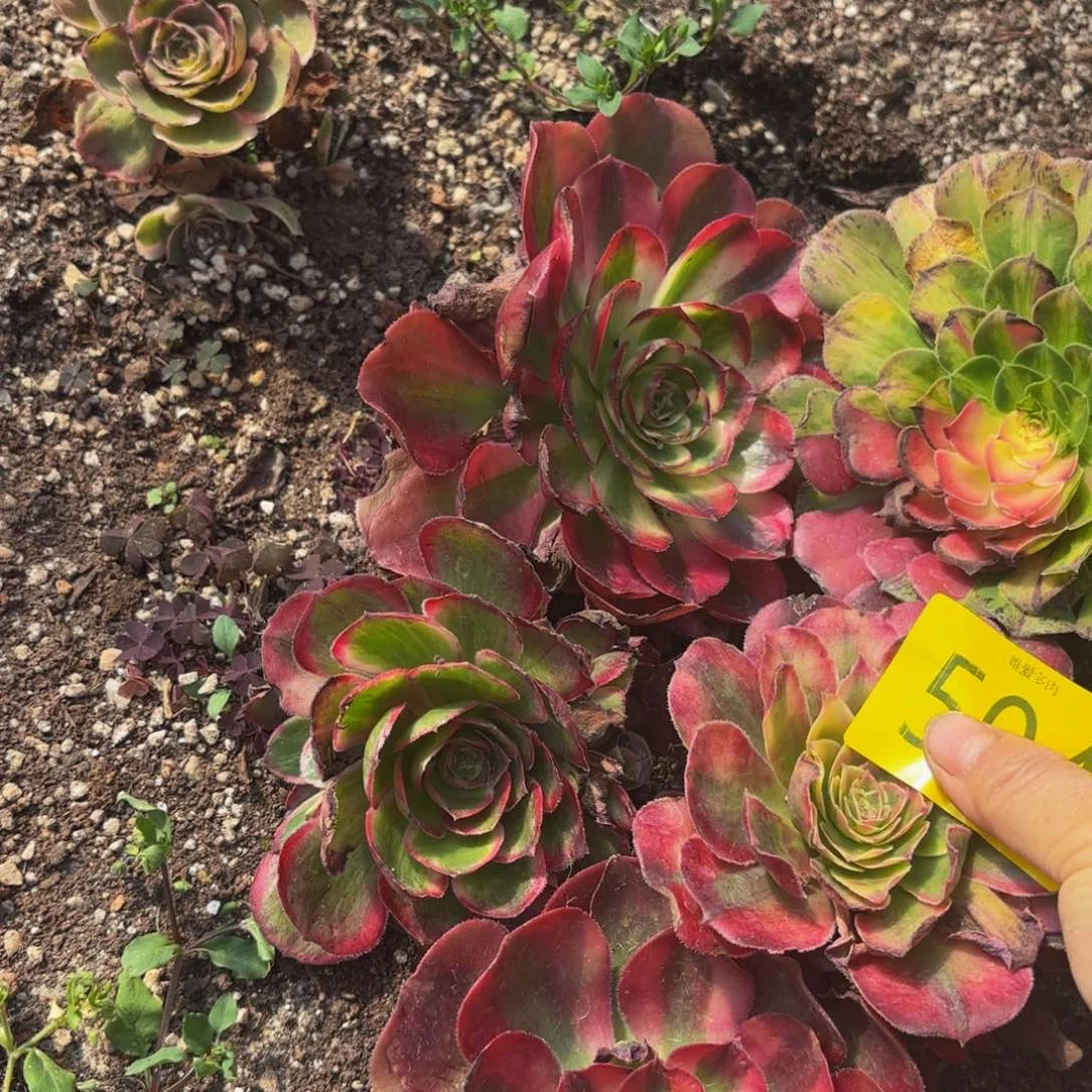 哈哈多肉葡萄福利504