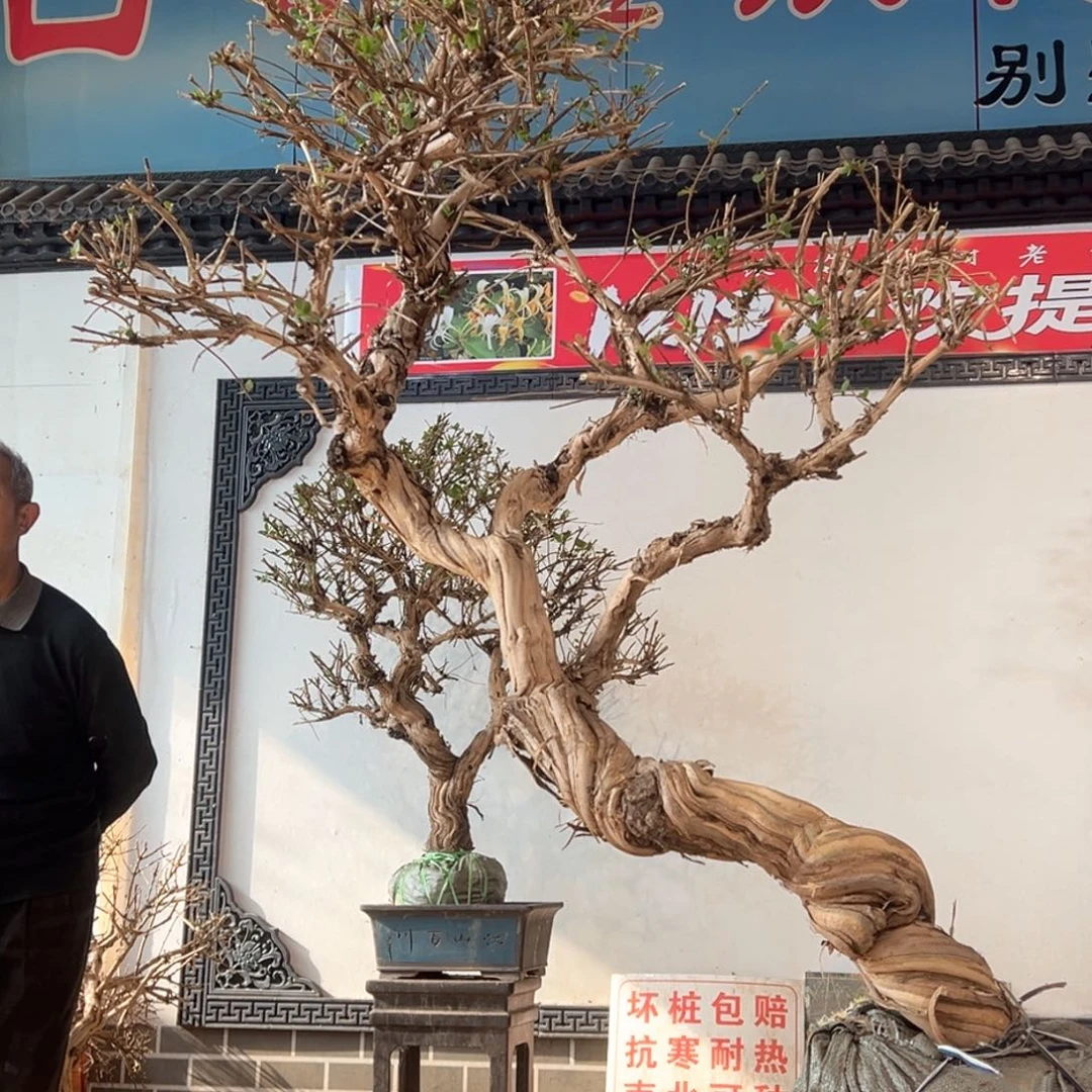 无花朵金银花888888888888888