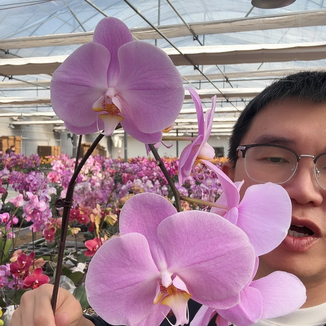 完全开放新德里3.5