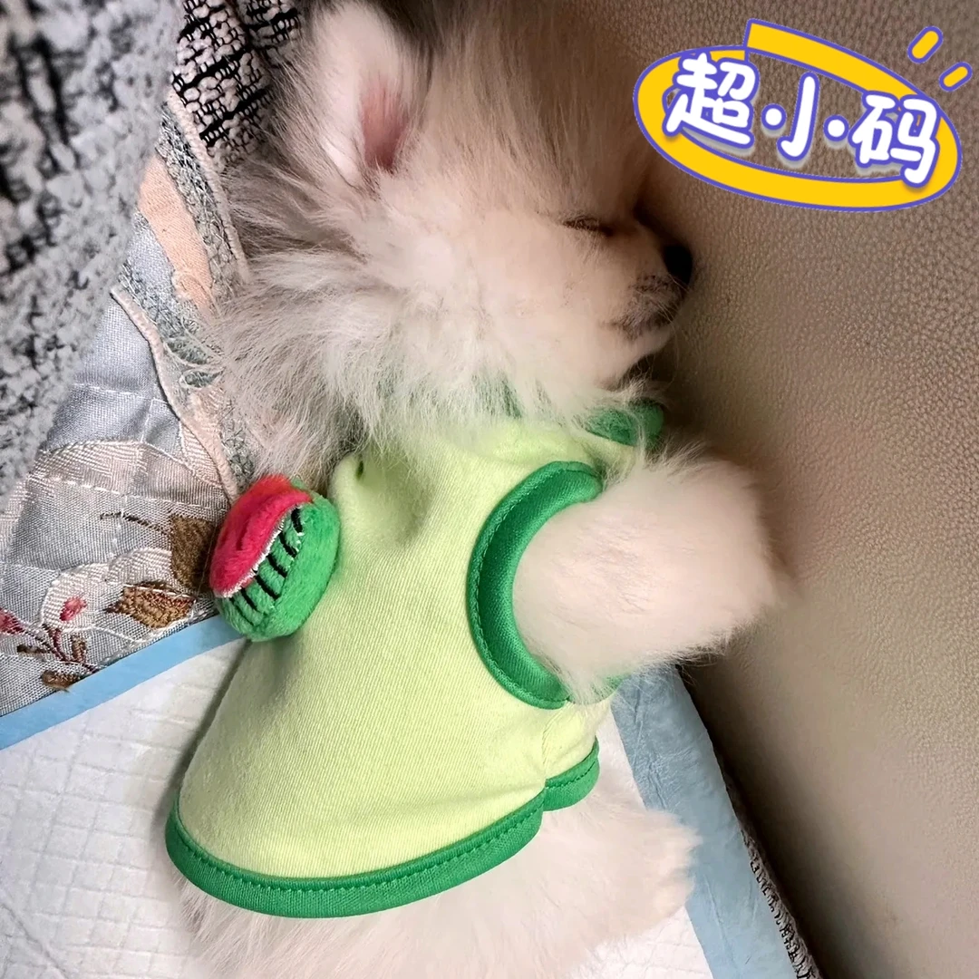 小体宠物衣服一斤以内xxs小奶狗奶猫幼犬幼猫泰迪狗狗兔子1斤夏季